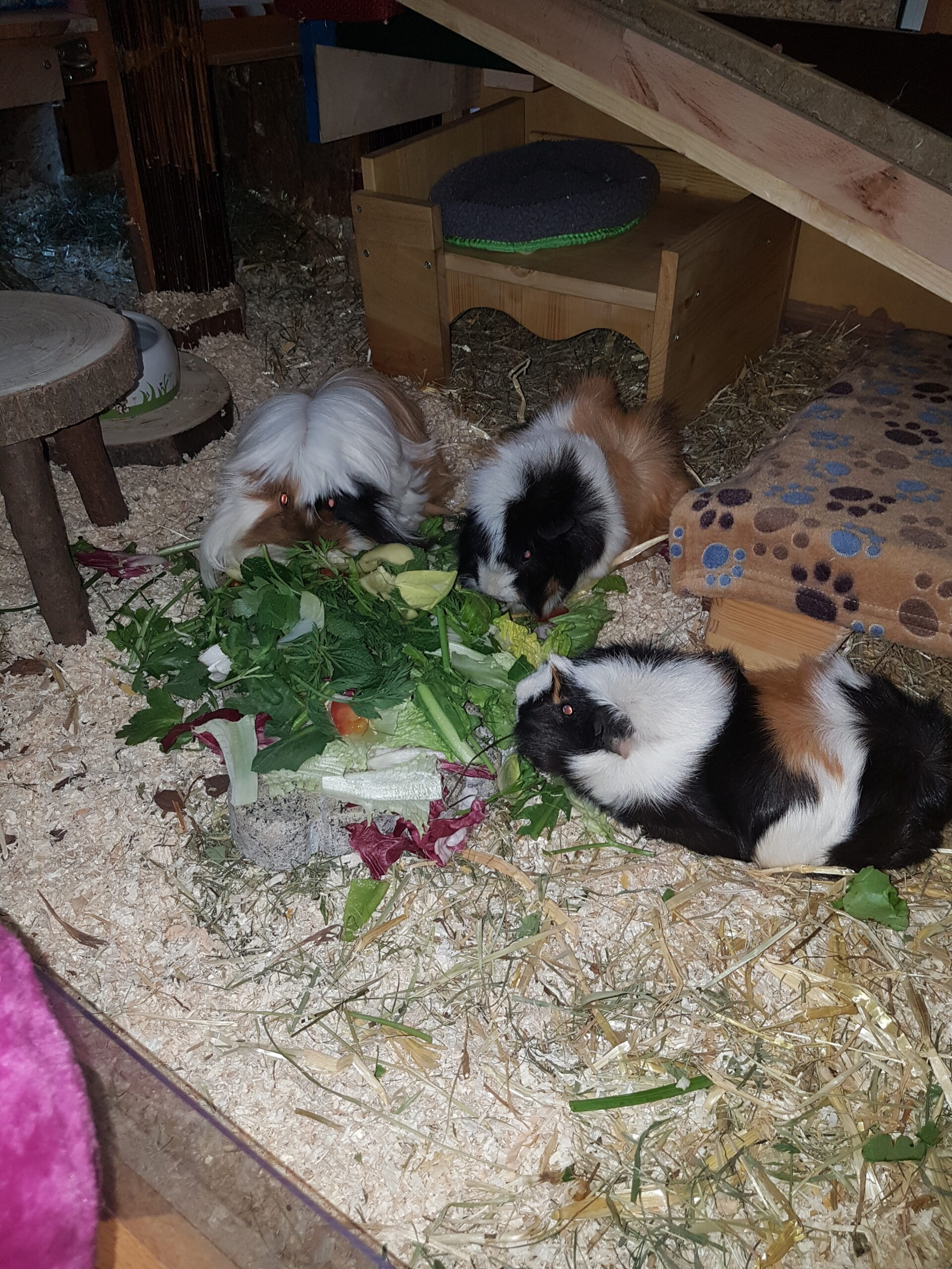 Die Markgraf-Fellnasen Prinzessinen